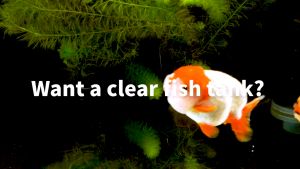 Azoo Plus Bio XD Extreme Decomposer 120ml 250ml 500ml | nitrifying bacteria aquarium bacteria starter aquarium 硝化菌