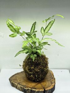 quả cầu rêu kokedama