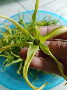 Kembang kenanga 100 gram