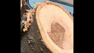 6 inch Gergaji Rantai Gergaji Elektrik Mini Portable Genggam Lithium Charger gergaji mesin