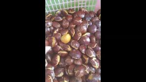 Jengkol Tua Murah Kemasan 500gr Dan 1000gr