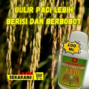 Pupuk Padi Semprot Penyubur Perbanyak Anakan Padi / Pupuk Padi Sawah Terbaik / Pupuk Padi Anti Tikus
