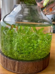 Wash-Free Aquatic Soil for Beginners Suitable for Growing Aquatic Plants Less Dusting Long-Lasting Fertility