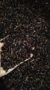 ข้าวไรซ์เบอร์รี่ (นาปรังนิ่ม) ข้าวสาร ราคาถูกที่สุด 9 กก ตรา Good Rice by Glory Rice