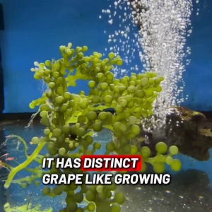 Sea Grape Macroalgae (Marine Saltwater Aquarium Algae) Caulerpa sp.