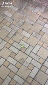 แผ่น ไล่แมลง กลิ่นเหม็น Stink Bug Repellent Outdoor สำหรับใช้กลางแจ้งเท่านั้น ส่วนผสมมาจากพืช ใช้งานได้ 60 วัน สินค้าญี่ปุ่น