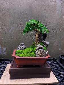 Chậu mini ovan phù hợp trồng sen đá bonsai mini để bàn trang trí decod không gian chậu  cây robot