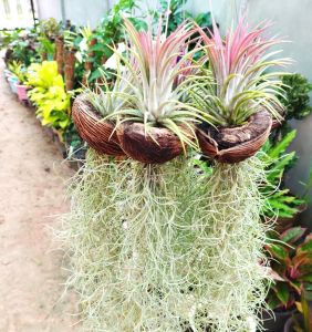 เคราฤาษี ทิลแลนเซีย พร้อมลูกตีนเป็ด ดักฝุ่น ดูดความชื้นภายในบ้าน สวยๆ ราคาถูก