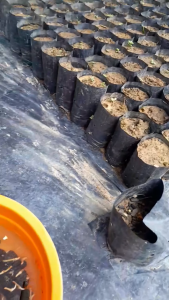 kecambah kelapa sawit