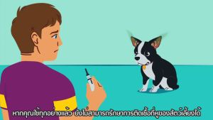 ZYMOX Otic หยอดหู ดูแลหูอักเสบแบบเฉียบพลัน เรื้อรัง เชื้อรา ยีสต์ แบคทีเรีย สำหรับสัตว์เลี้ยง จากUSA