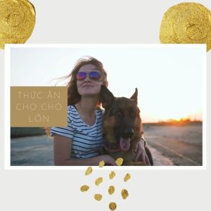 Thức Ăn Cho Chó Lớn - Chó trưởng thành loại cao cấp dạng hạt vị thịt gà tươi