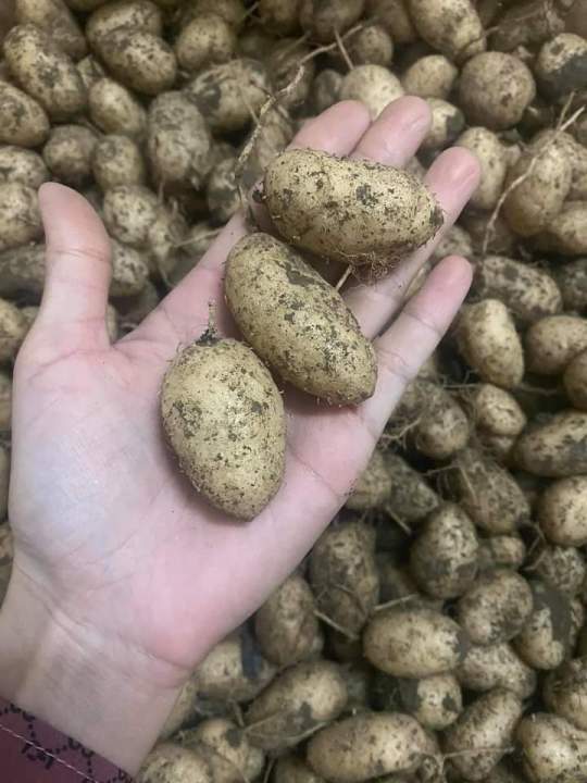 1kg Củ nùng khách mua về tự nấu