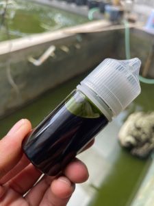 Eseen ikan mas paling gacor aroma green tea / essen ikan mas kilo gebrus / essen ikan mas babon galatama / essen ikan mas paling bagus segala umpan / essen paling gacor buat ikan mas  / esen ikan mas paling bagus dan ampuh - Lazada