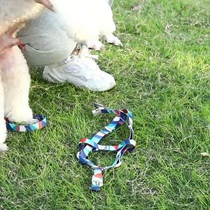 เสื้อกั๊กมีสายรัดบังเหียนจูงลูกสุนัขสายคล้องหน้าอกสัตว์เลี้ยงแบบเหยียบสายจูงสัตว์ปรับได้สำหรับเล็กกลางใหญ่สุนัขสายคล้องหน้าอกสัตว์เลี้ยงห่วงนิรภัยสำหรับปีนเขาอุปกรณ์สำหรับสัตว์เลี้ยงHP302