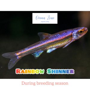 【Ocean Zone】Rainbow Shiner – 2pcs/5pcs (Live Fish with DOA)