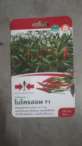 ศรแดง พริกขี้หนู ไมโครฮอท (จำนวน 150 เมล็ด/ซอง ) หมดอายุ 04/06/2570 พริก ลอตใหม่ ปลูกง่าย ติดผลดก รสชาติเผ็ด มีกลิ่นหอม