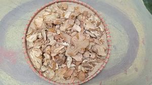 100g cây culi - cẩu tích sấy khô
