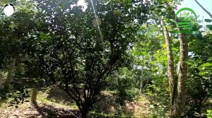 [ต้นกล้าพันธุ์แท้ F1 ] ต้นส้มเช้งหวานอายุสั้น ต้นกล้าสูง 60-80ซม. ทนทานต่อแมลงและโรค ผลเยอะ รสหวาน ผลใหญ่