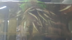 Mắt Nam Mỹ