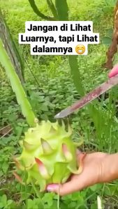 BELI 2 GRATIS 2 / BIBIT BUAH NAGA | Cepat Berbuah | Berbuah Di Dalam Pot | Termurah