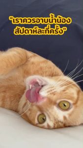 ตัวเลือก โฟมอาบน้ำแห้ง สำหรับสัตว์เลี้ยง กลิ่นแป้งเด็ก หอมนาน สูตรอ่อนโยน ที่Urban Moof