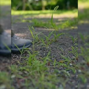 510g Penangkal Ular Untuk Rumah Snake Repellent Obat Pengusir Ular Tahan Hujan