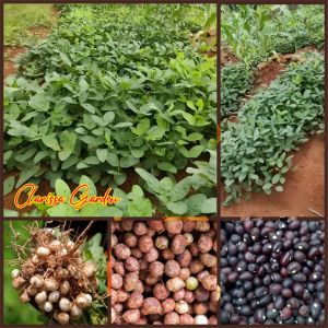 BIJI/BENIH KACANG BOGOR KUPAS SIAP TANAM