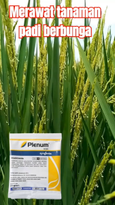 PLENUM 50WG NETTO 25 GRAM INSEKTISIDA Obat Pembasmi Hama Wereng dan Serangga Penghisap Tanaman