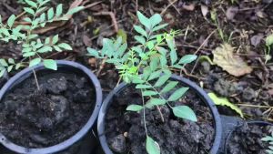 ต้นเคอรี่ลีฟ curry leaves plant ใบแกงอินเดีย พันธุ์หอมมาก