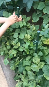 100PCS Penjepit Tanaman 8/11/16/20MM Connector Ajir Plant Stakes Bahan PP Cross Buckle Plant Stake Reusable 360° Adjustable