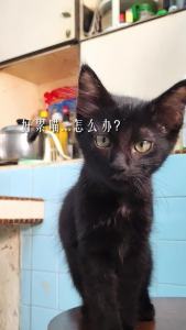 【Jih Seng】Qing Bu Herbal Soup (1-5 px)