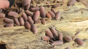[IJUZWANISO] Cubaris sp cherry blossom (Isopod for Terrarium and pets)