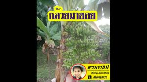 กล้วยมาฮอย กล้วยที่ออกเครือได้ทีละ2-4 เครื่อในต้นเดียวพร้อมกันสวยแปลกตา จำนวน 1 หน่อ