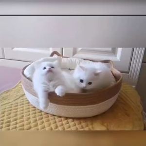 Natural and healthy: natural bamboo cat bed create a comfortable resting space for your cat