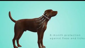 SPOILEDPET Pet Insect Repellent Collar Retractable Insect (Random Color)