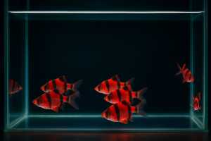 Hiasan Aquarium Sumatra isi 10 - Warna cerah - Siap kirim aman