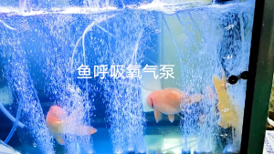 Solar-powered fish pond aeration pump oxygen generator outdoor waterproof charging aquatic fish tank pond-raised fish small-sized oxygenating pump