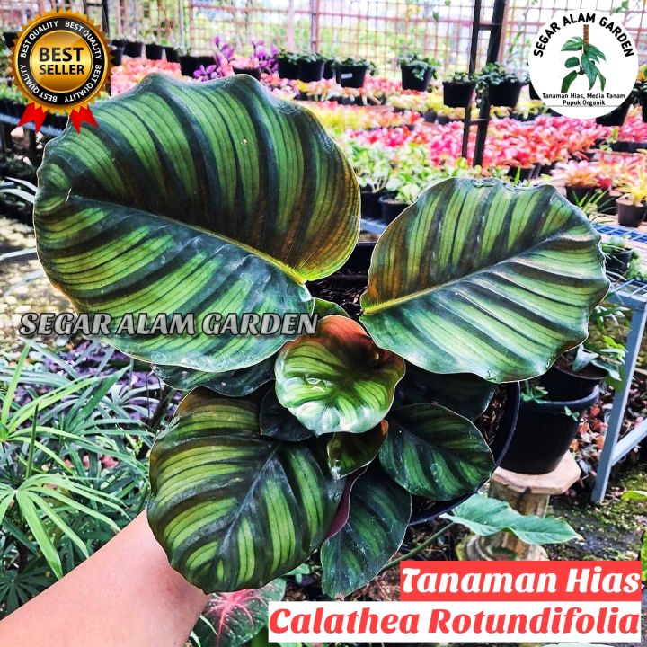 TANAMAN HIAS CALATHEA ROTUNDIFOLIA - CALATHEA ROTUN | Lazada Indonesia