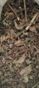 100g cây bầu đất sấy khô