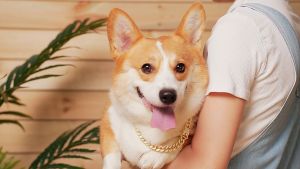 Diamond Gold Dog Collar & Cuban Dog Chain: A Comprehensive Guide