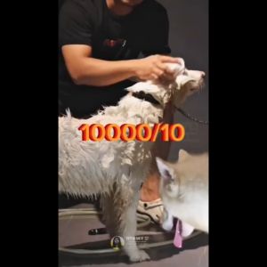 【Buy 1 Take 1】Akiika Herbal Pet Soap 200g for Dogs and Cats 100% Natural Handmade Sterilization Anti-Parasitic Deodorization