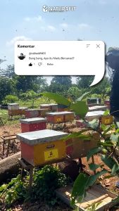 Madu Hitam Pahit Asli Dan Bersanad Untuk Obat Diabetes Gula Darah Tinggi Hipertensi