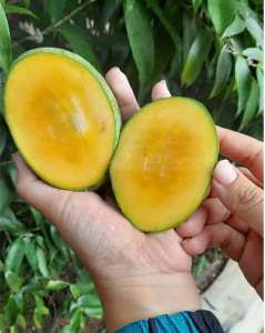 Bibit Mangga Madu Manalagi Okulasi Cepat Berbuah Super Unggul/ Tanaman Tabulampot/Pohon Mangga