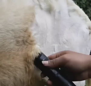 COD BaoRun PRO S1 Alat Mesin Cukur kambing domba listrik Bulu anjing kucing elektrik + Mata Pisau