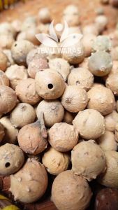 Majakane 50gr / Majakan / Jenitri / Manjakani Kering Asli Hutan