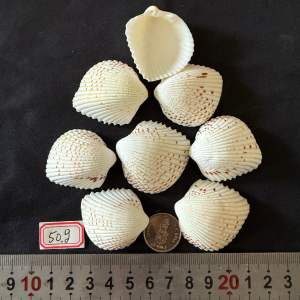 เปลือกหอยรูปหัวใจมีจุดแดง 50g สำหรับงานศิลป์จากเปลือกหอย ตกแต่งสวน Size:3-4cm