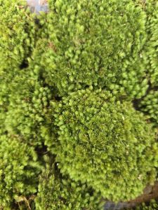 Rêu cushion mỏng sạch đẹp