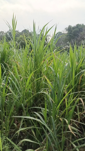 Asam Humat 90% HUMMER 1 Kg Plus Asam Amino & Boron Penyubur Tanah Padi Ketela Jagung Sayur Buah