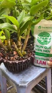 Túi 1Kg - Phân trùn quế SFARM tan chậm (Dành cho lan ) | Độc quyền Family Garden