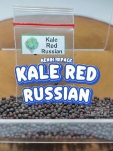Benih Kale Red Russian Unggulan Berkualitas biji bibit repack kubis merah keriting rusia merah hydroponik hidroponik sayuran sayur tanaman pot
